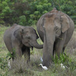 Asian elephants are on the brink of extinction in large part due to habitat loss. In Thailand, efforts are underway to conserve forests and habitats in collaboration with local communities. Epson WWF